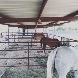 organize, equestrian organization, tips, ideas, organize barn